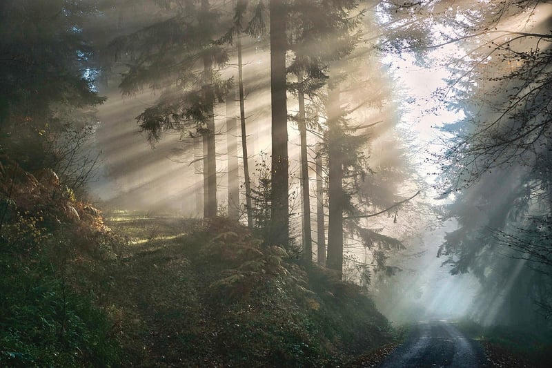 Mystic Forest Estate